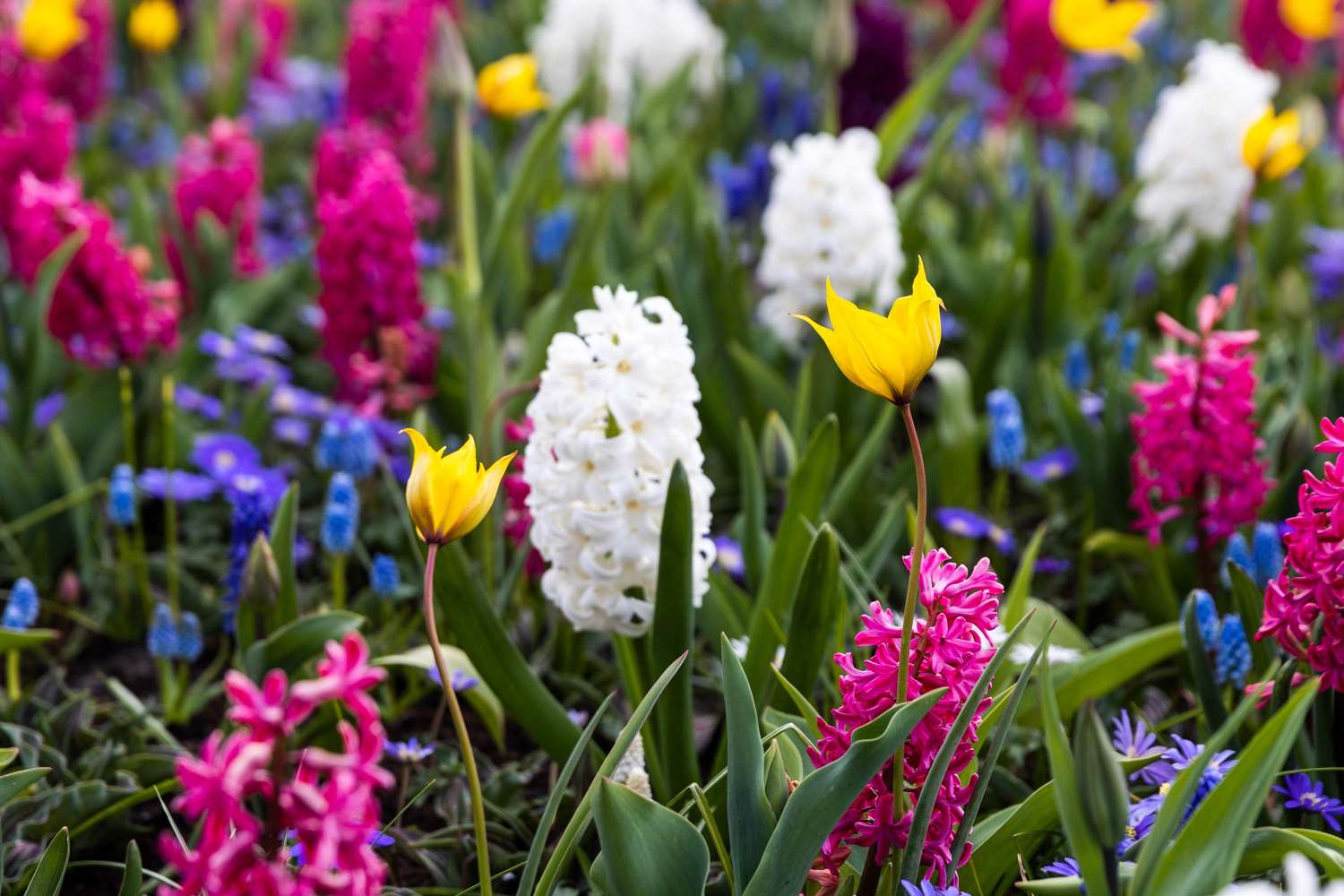 Tulipe botanique 'Sylvestris'